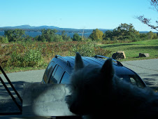 Lincoln enjoying views in Bar Harbor