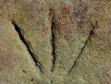 Pata de Oca, Templo de San Nicolas, Soria