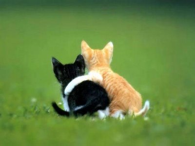 hugging_kittens.jpg