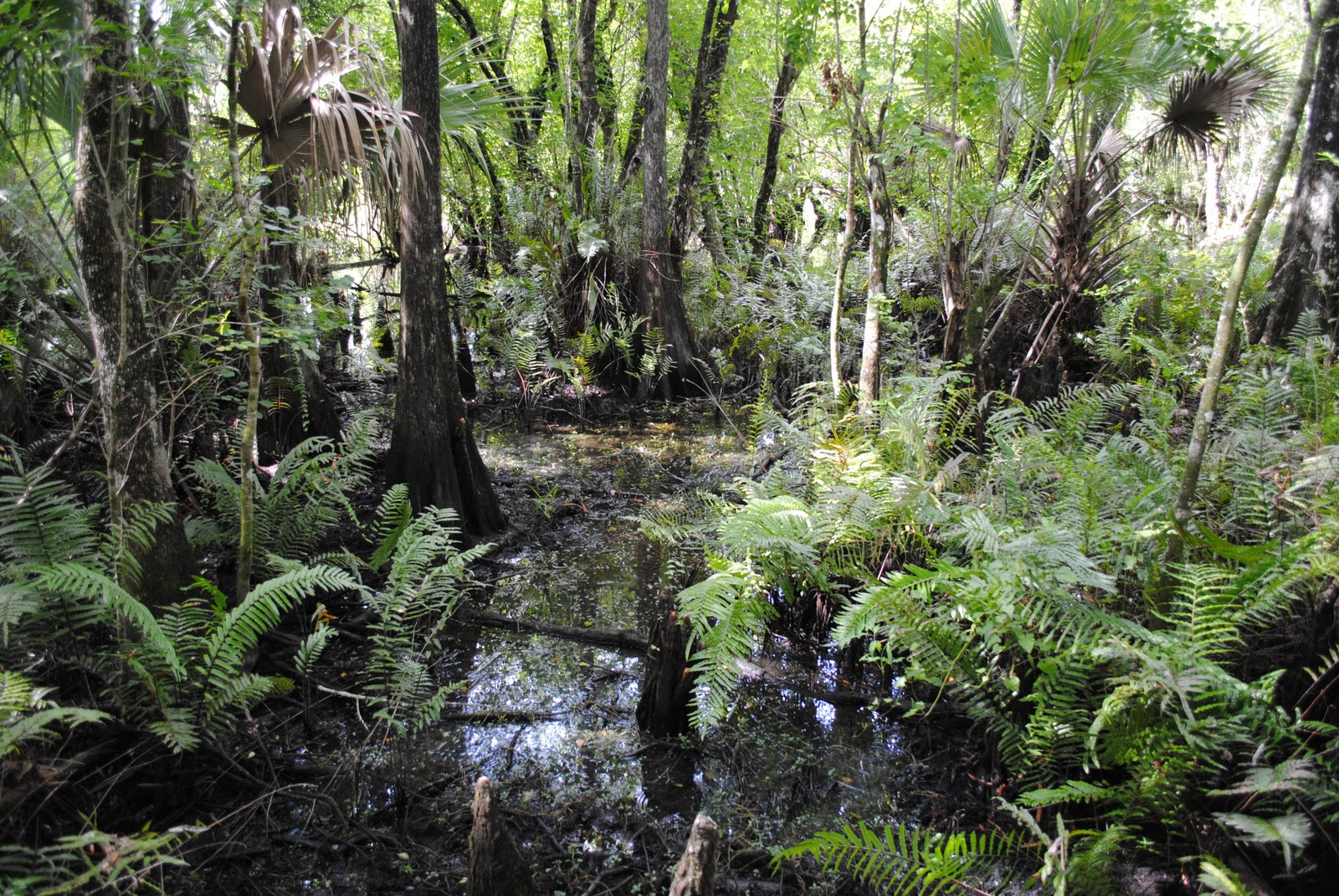 Field Notes and Photos Six Mile Cypress Slough Preserve "Swampin!"