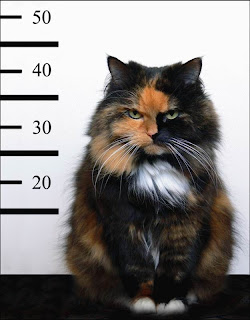 Gato bravo