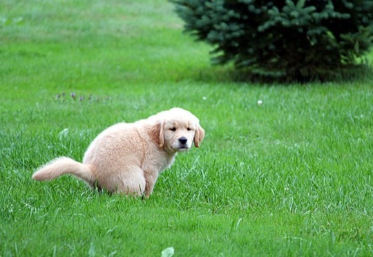 Potty training is an important