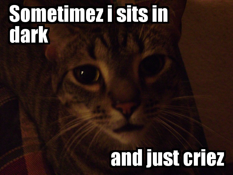lolcatz.jpg
