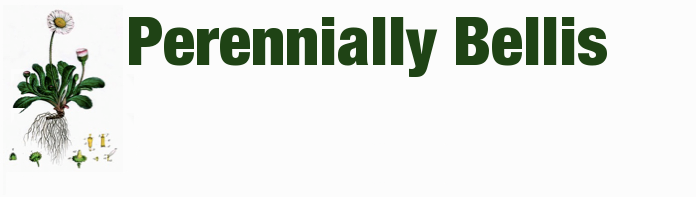 Perennially Bellis