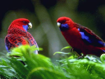 http://4.bp.blogspot.com/_ssZJuhpDZnY/THPySv9MBAI/AAAAAAAACeM/U55b2kyopBQ/s400/burung121.jpg