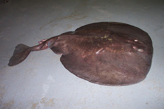 Electric Ray ( Torpedo macneilli ) pics images pictures photos gallery