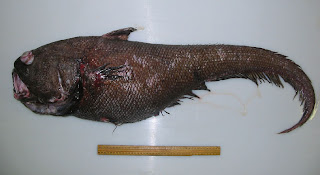 Giant Rattail ( Coryphaenoides rudis ) pictures images pics photos gallery