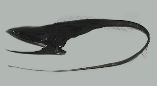 Umbrella Mouth Gulper Eel ( Eurypharynx pelicanoides )pictures images pics photos gallery