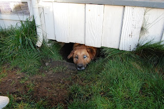 how to get a dog out from under the house