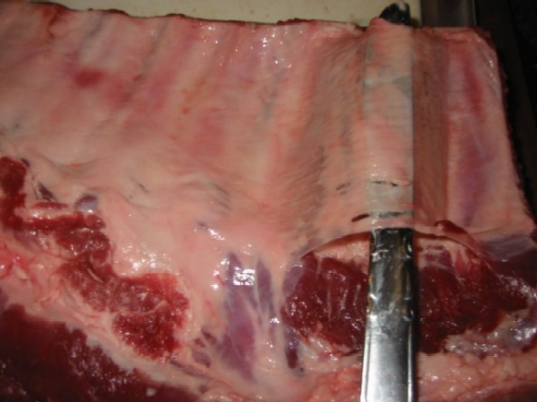 [6-starting+membrane.JPG]