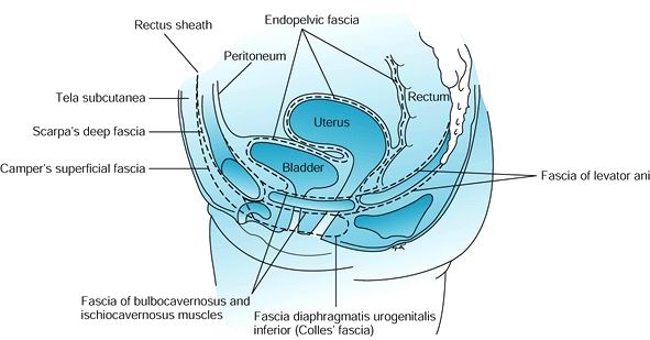 Metropathia+haemorrhagica