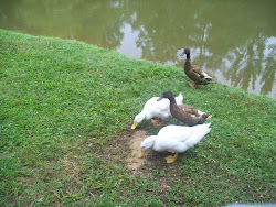 My ducks, Snow white and Izzy
