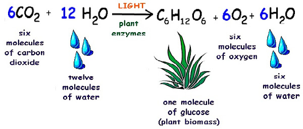 photosynthesis_equation.jpg