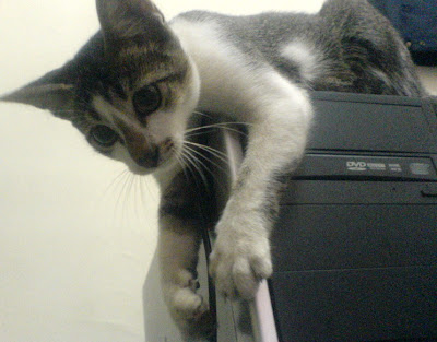 Aksesori Kucing
