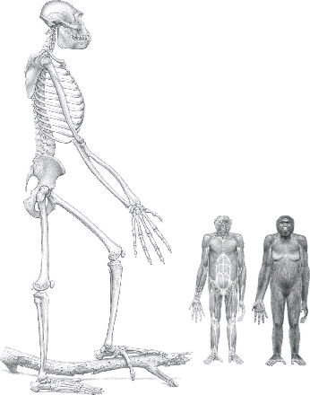 [Ardipithecus+ramidis.gif]