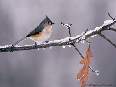 Animal Wallpapers Animal Wallpapers