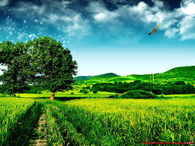 Nature Wallpaper Nature Wallpaper