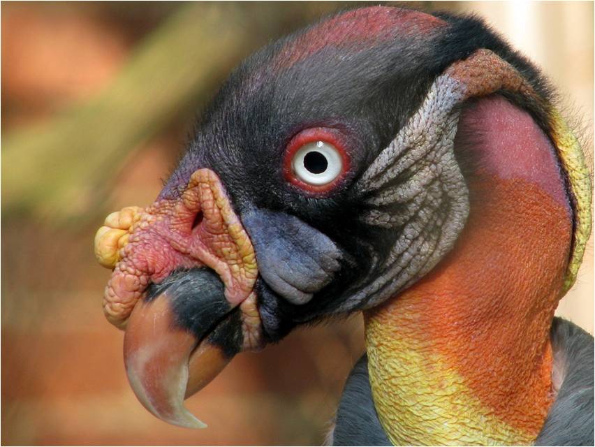 Beasts in a Populous City A Few Good Shots King Vulture