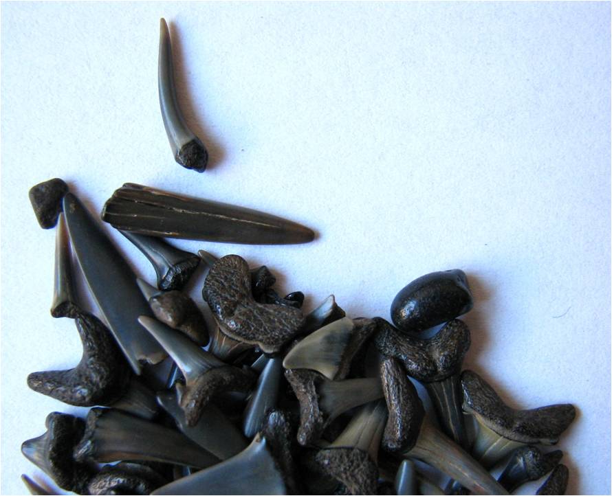 ull shark tooth. eight-foot bull shark tooth. ull shark tooth. eight-foot