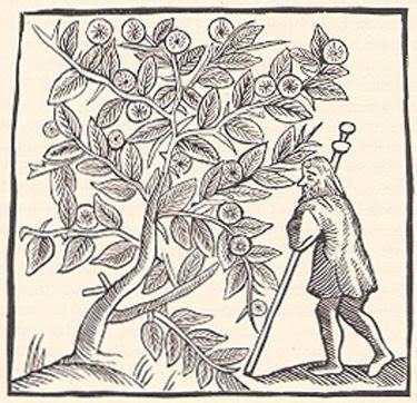 woodcut showing Joseph of Arimatheia and the Holy Thorn