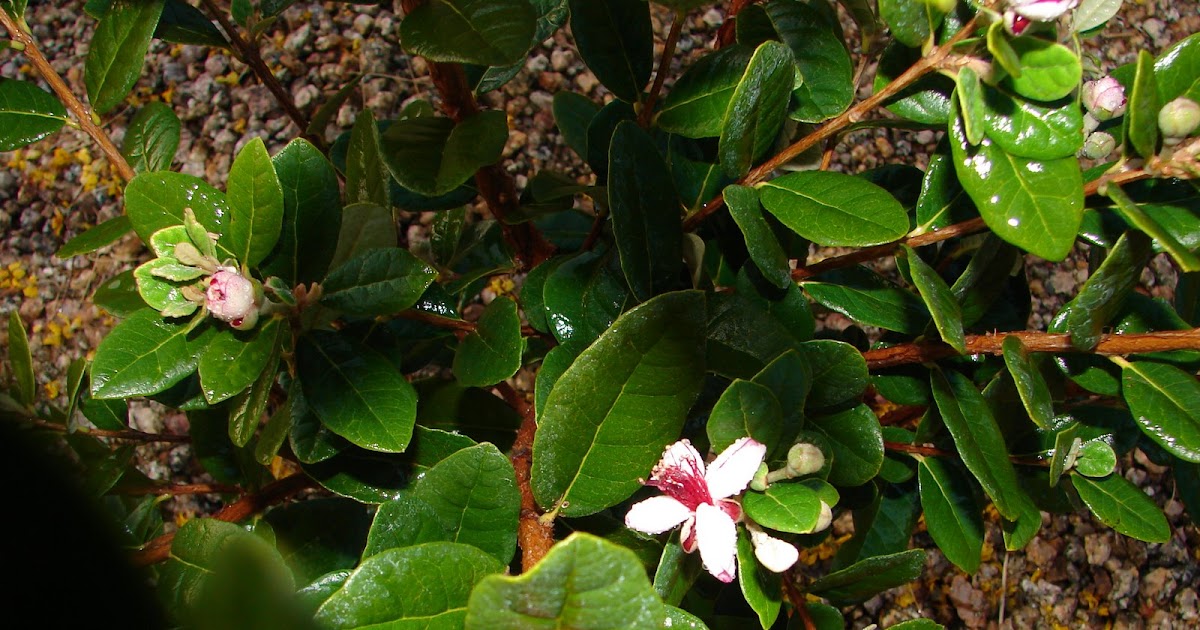 Water When Dry Pineapple Guava A Plant For All Seasons