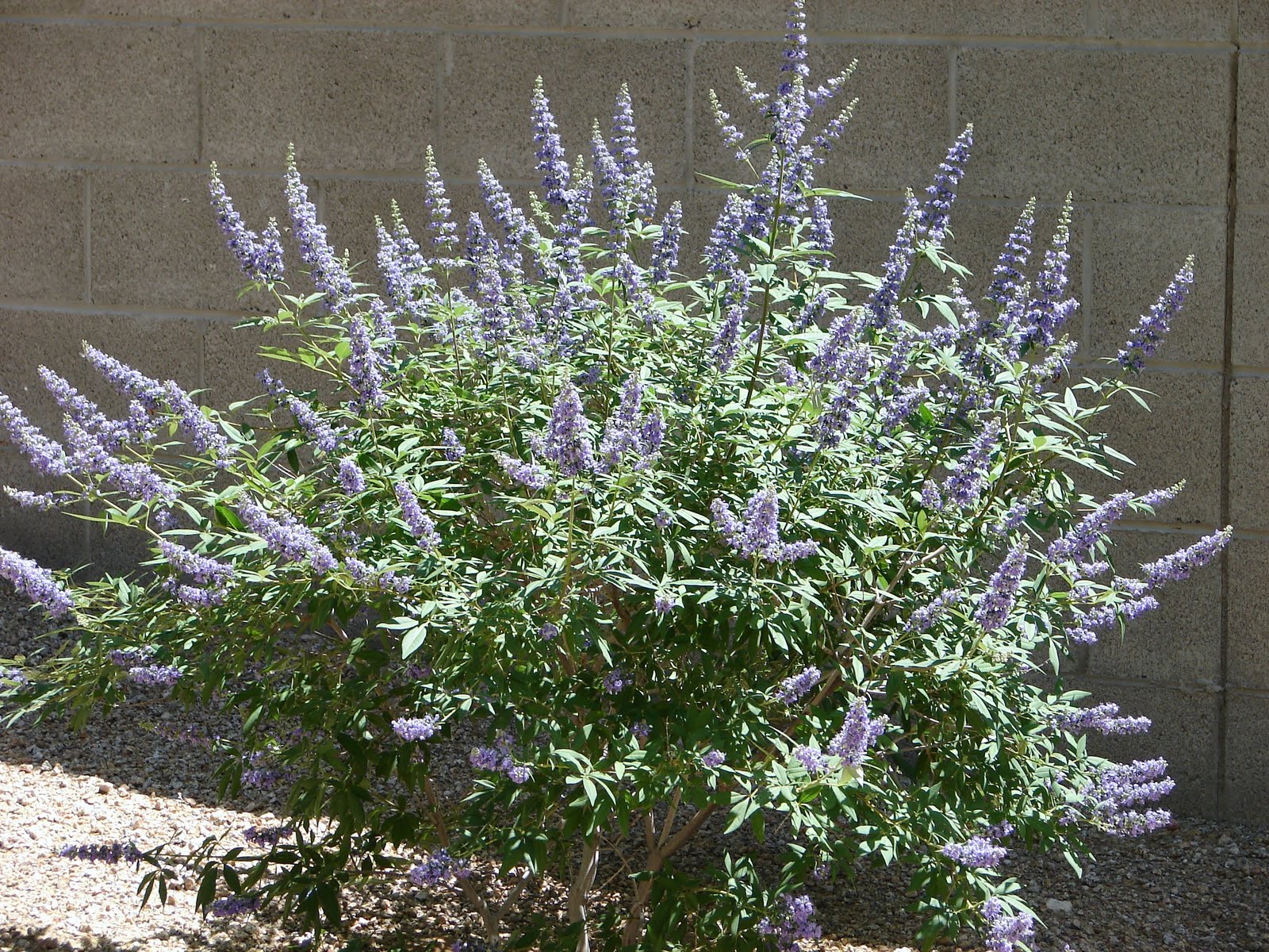 Fruits Tree Herbs Tropical House interior plants. outdoor planters