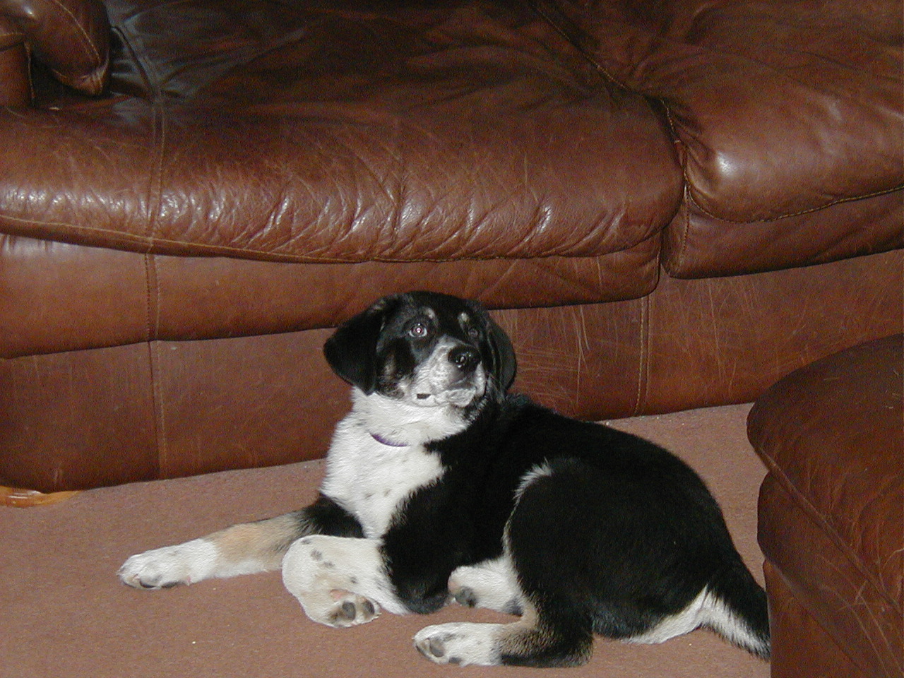 [hectorpuppycouch.jpg]