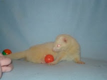 Short Stop found a new home thanks to Ferret Business