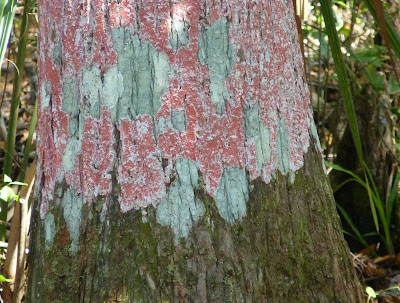 Chewing Gum Lichen