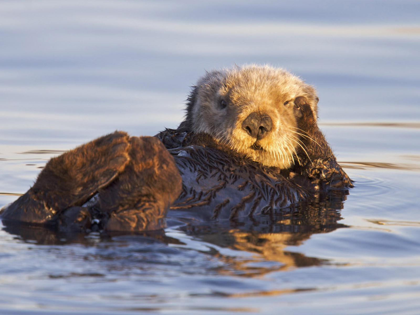 http://4.bp.blogspot.com/_sz2fJjO1XW8/TMgq_lf4OtI/AAAAAAAAGu4/kUnzhOfFrp8/s1600/badger-wallpaper-1600x1200-0912.jpg