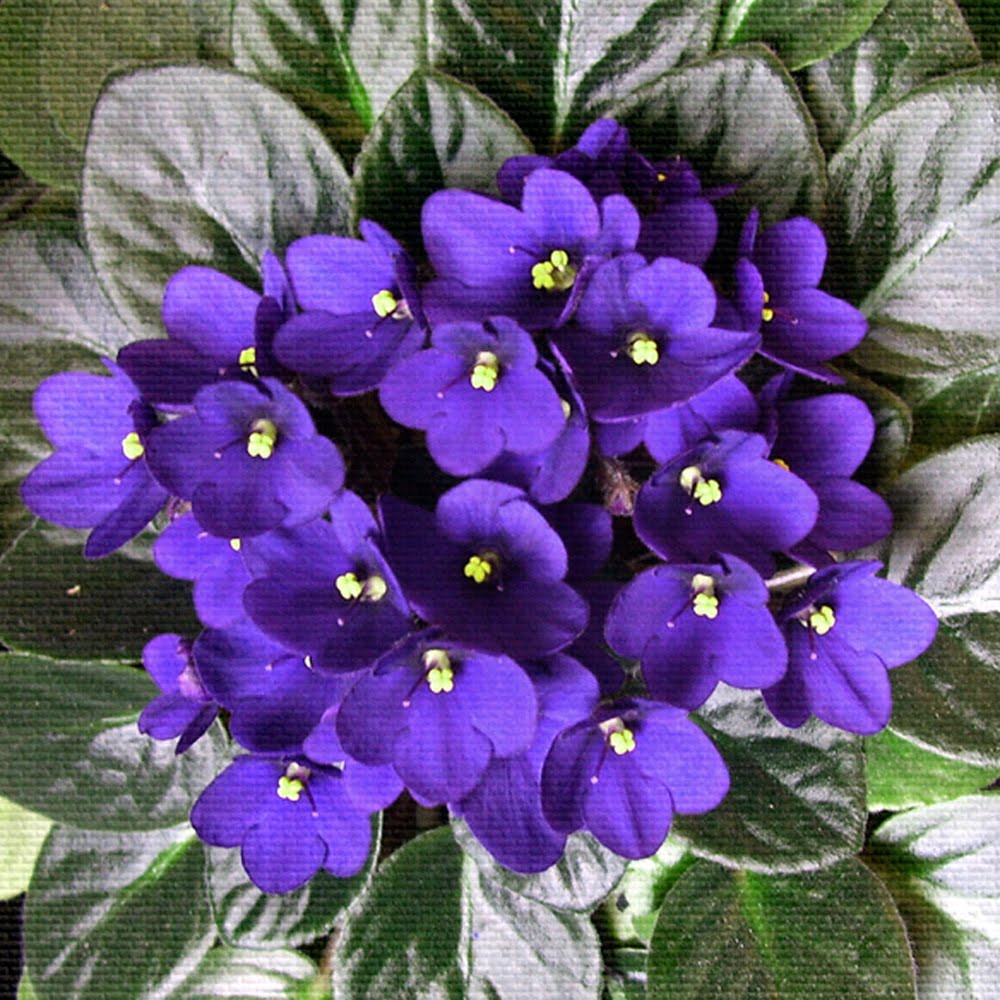 Violets Are Blue [1986]