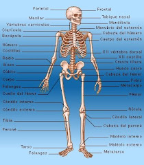 El esqueleto humano y sus partes.