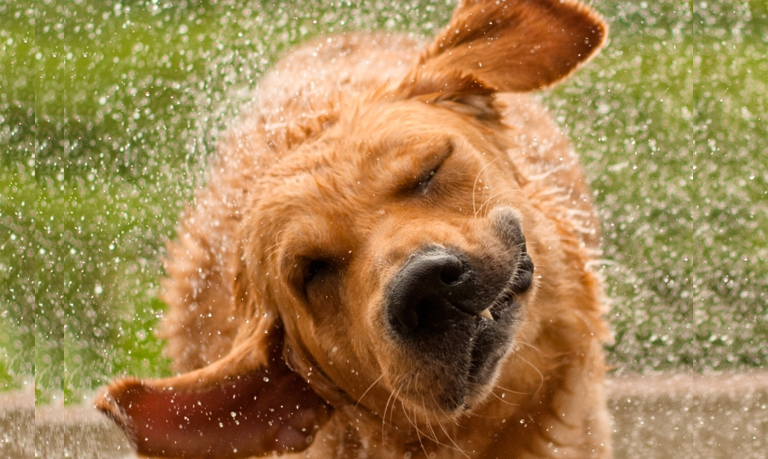 Shaking Dog