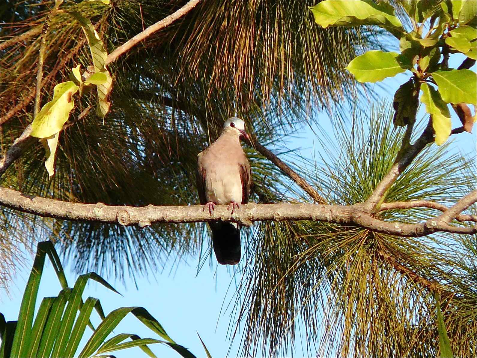Wood Dove