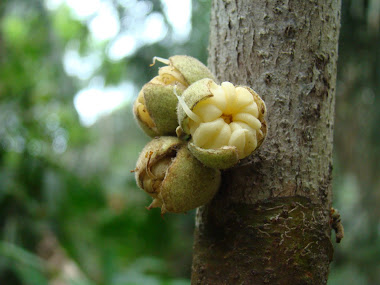 Cacao de Monte
