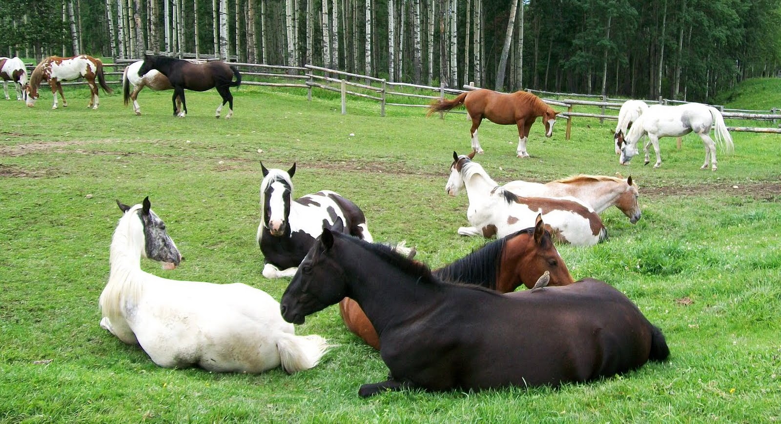 Resting Horse