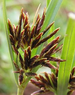 [cyperus_rotundus2.jpg]