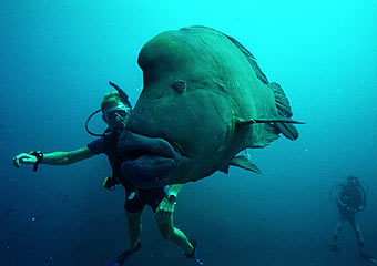 giant manta rays and even a napoleon fish see below