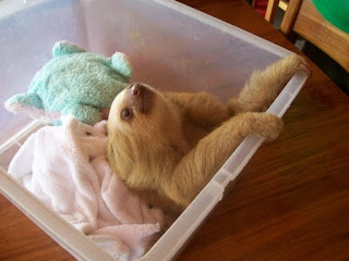 sloth-rescue-center-aviarios-del-caribe-costa-rica