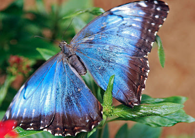 a butterfly found in La Paz Waterfall Gardens in Costa Rica