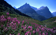 Glacier National Park 2. (glaciernationalpark fireweed)