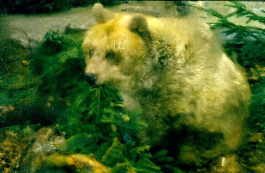 [syrian+brown+bear+-+colchester+zoo.bmp]