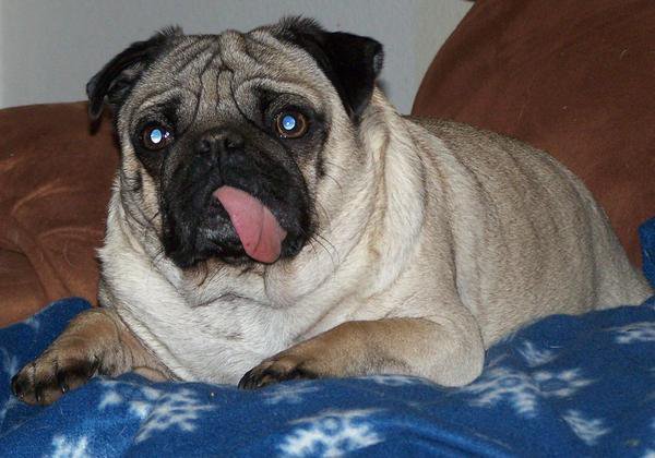 black pug names in black pug name black pug names in black pug name