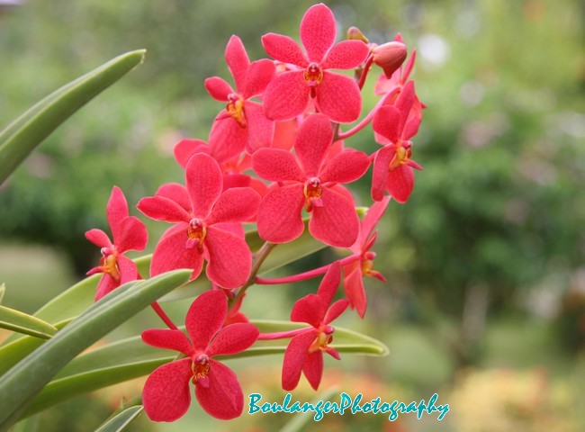 [vanda-1.jpg]