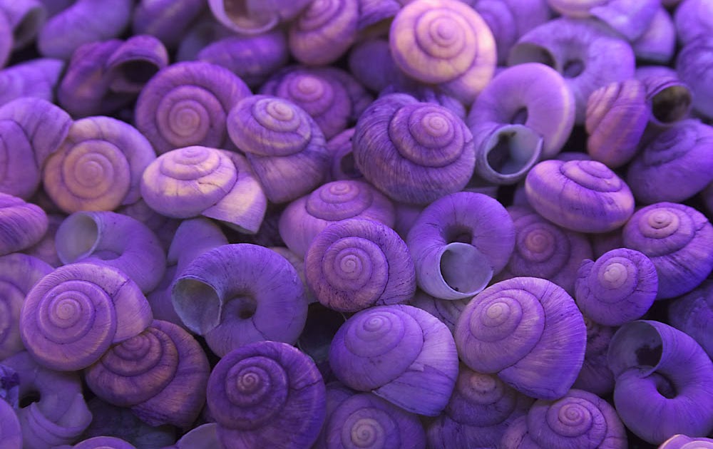 Research at a snail's pace Snails emitting light waves