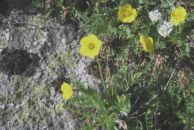 Alpine Avens