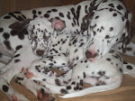 Our Dalmatians