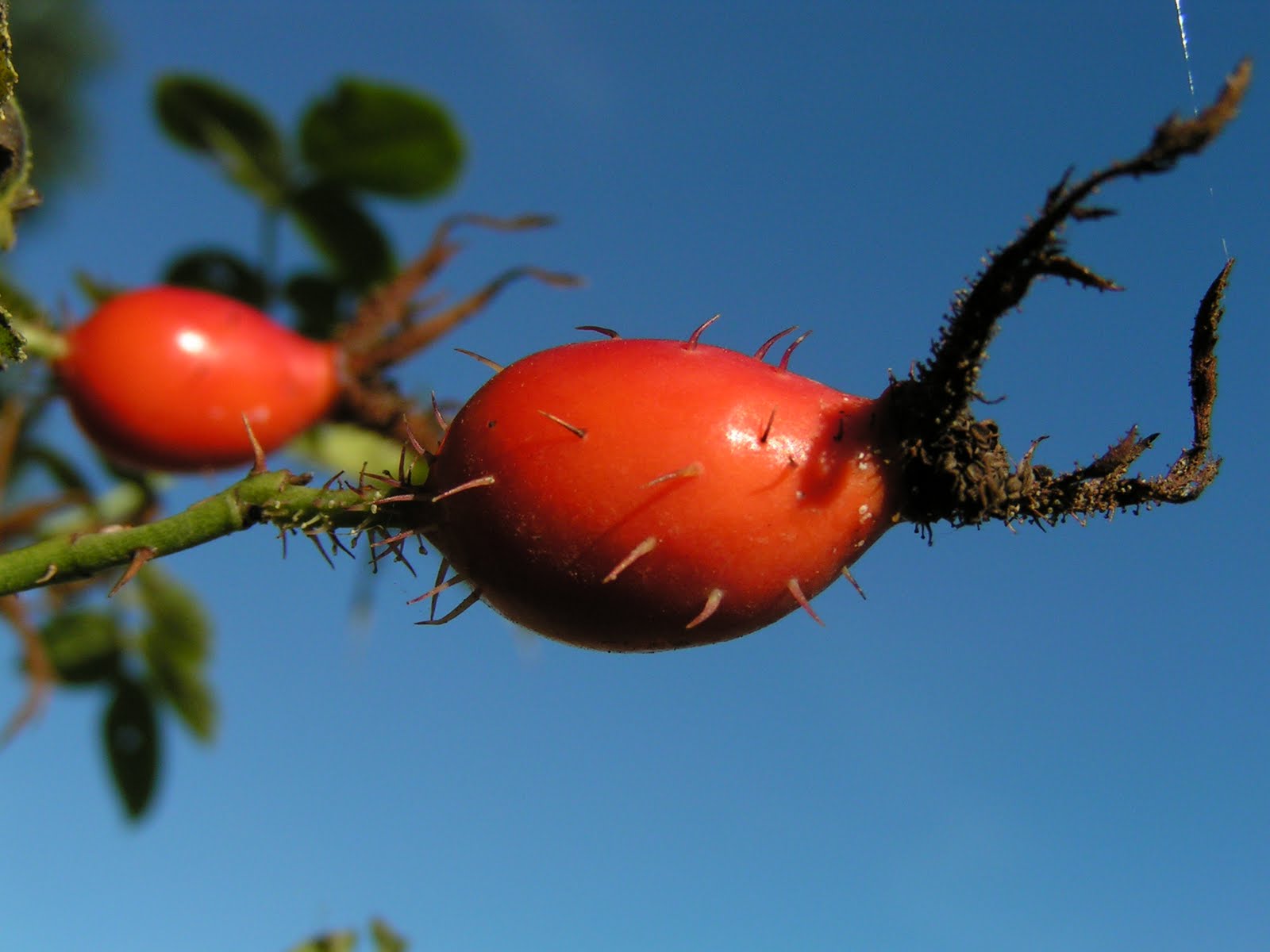 Curious Kai Rose Hips