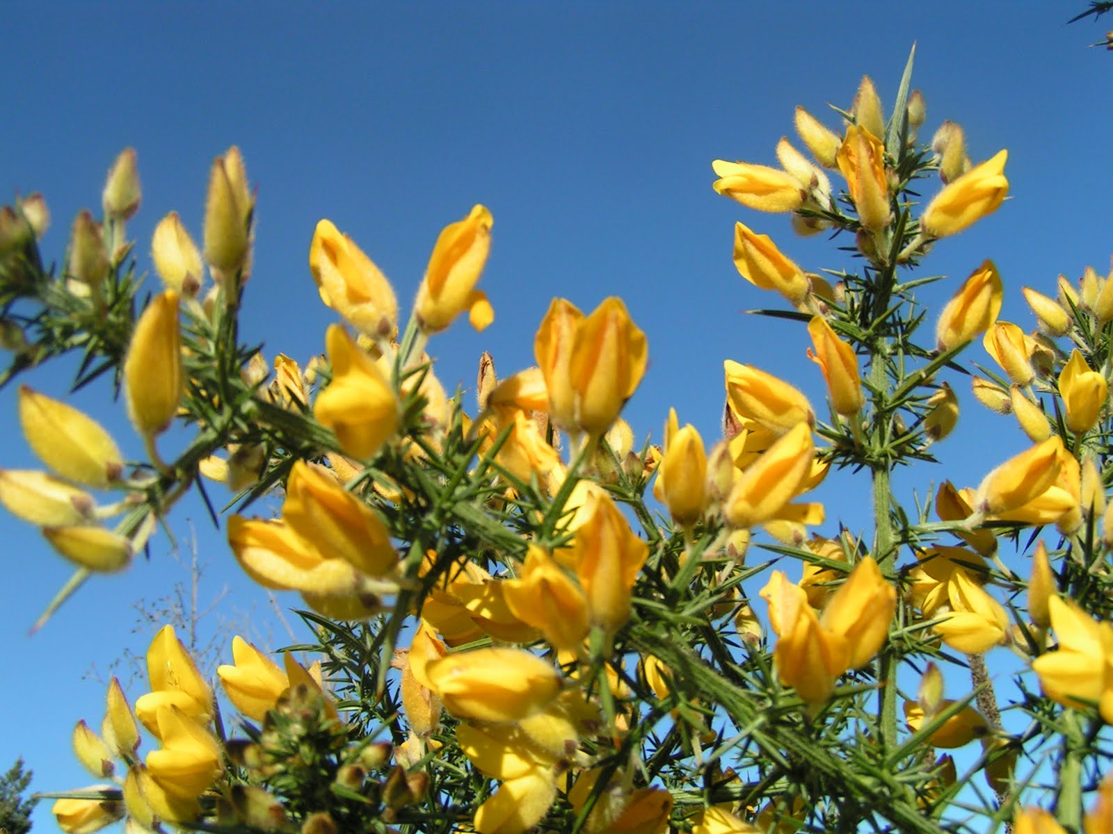 Curious Kai Gorseflower Cordial