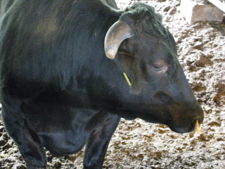 [IMG_0440.JPG]